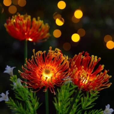 Suri Florin Solar LED Flower Light